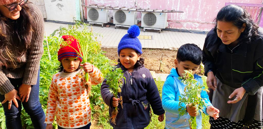 Organic Kitchen Garden